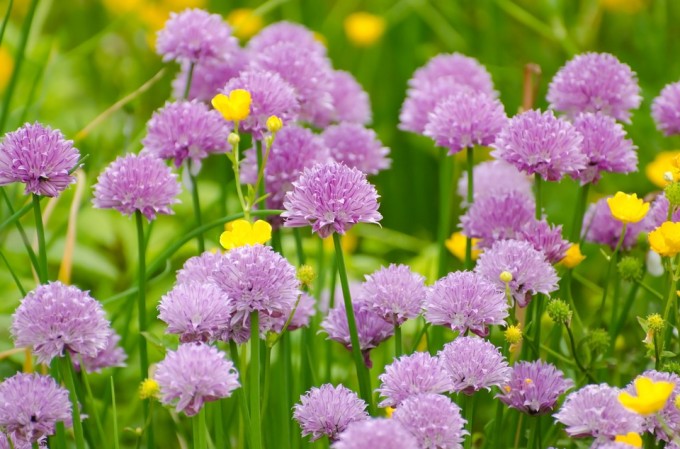flower-276012_960_720