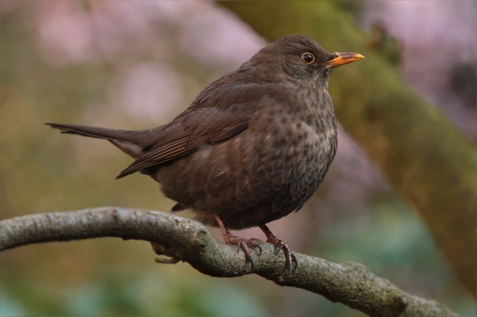 bird-741174_960_720