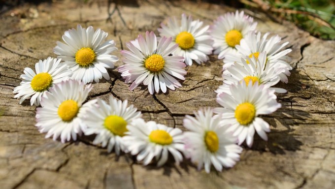 daisy-712898_960_720