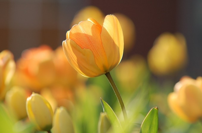 tulip-690320_960_720